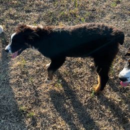 Australian Shepherd Puppies from Bears Paw Aussies