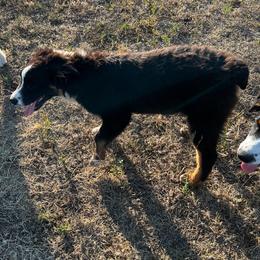 Australian Shepherd Puppies from Bears Paw Aussies