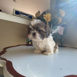 Girl 1 - Shih Tzu puppy in Troy, Michigan from "Shihtzu Best Friend"