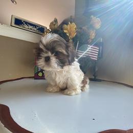 Girl 1 - Shih Tzu puppy in Troy, Michigan from "Shihtzu Best Friend"