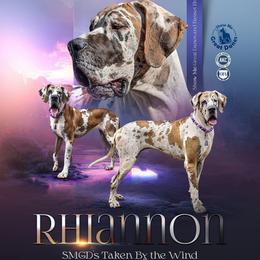 Rhiannon - Great Dane