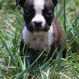 Firefly - Red brindle female American Staffordshire Terrier puppy in Guilford County, North Carolina from Explicit Kennel