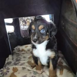 Boots - Black tri female Miniature American Shepherd puppy in Marshfield, Missouri from Tntowne Miniature American Shepherds
