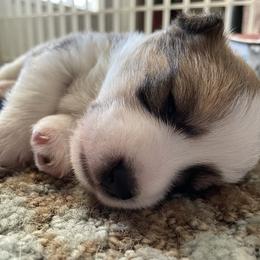 Pembroke Welsh Corgi puppies from High Caliber Kennels