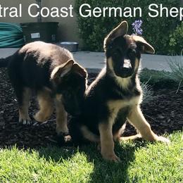 German Shepherd Puppies from Central Coast German Shepherds