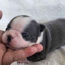 Blue AKC Owl - Black and white female Boston Terrier puppy in Morristown, Tennessee from Down in the Holler