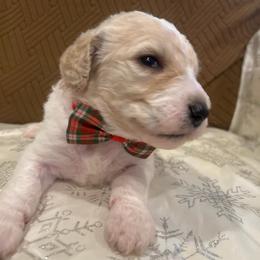 Louie - Parti male Poodle puppy in Mobile, Alabama from Semmy’s Standard Poodle LLC