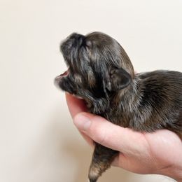 Shih Tzu Puppies from Ellis Shih Tzus