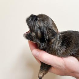 Shih Tzu Puppies from Ellis Shih Tzus