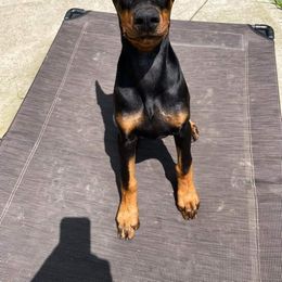 Doberman Pinscher Puppies from KB's Dobermans