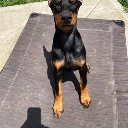 Doberman Pinscher Puppies from KB's Dobermans