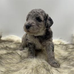Aussiedoodle Puppies from Deep Creek Mini Aussiedoodles