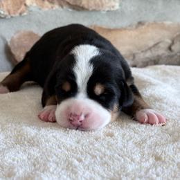 White - Black, white and red female Greater Swiss Mountain Dog puppy in Everett, Pennsylvania from Sweet Stream Swissies