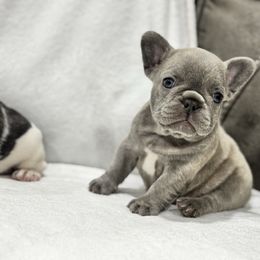 Girl 1 - Brindle female French Bulldog puppy in City Of Industry, California from Cert. Frenchies