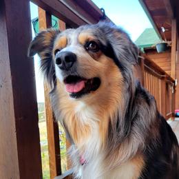 KODY - Miniature American Shepherd