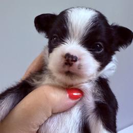 Jet - Black and white male Chihuahua puppy in Massachusetts, Massachusetts from Boston Chi Chis