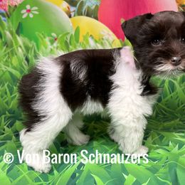 Miniature Schnauzer Puppies from Von Baron Schnauzers