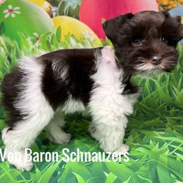 Miniature Schnauzer Puppies from Von Baron Schnauzers