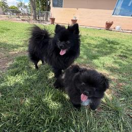 Alecto - Black parti male Pomeranian puppy in Grand Junction, Colorado from Royal Paws Of Colorado