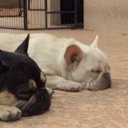 French Bulldogs from Az Frenchies