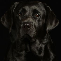 StarBrite - Labrador Retriever
