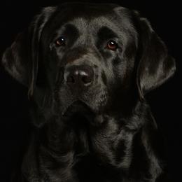 StarBrite - Labrador Retriever