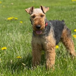 Mongo - Welsh Terrier
