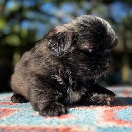 Boy 4 - Black and white male Shih Tzu puppy in Mobile, Alabama from FluffyTail Shih Tzu
