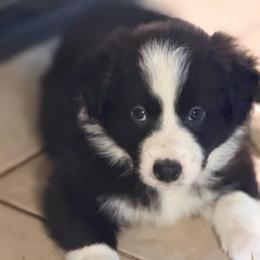 Rigby - Black and white male Border Collie puppy in Lebanon, Oregon from Cahill’s Canines