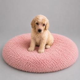 Anna - White female Poodle puppy in Washington, Pennsylvania from Patriotic Poodles