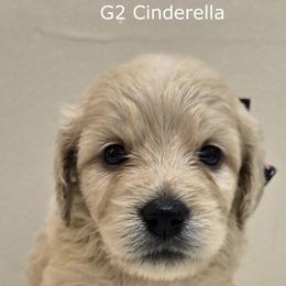 Girl 2 - Cream female Goldendoodle puppy in Milford, Michigan from Servant Kennel