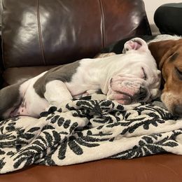 Beagle and Bulldog Puppies from Bluebonnet Kennels