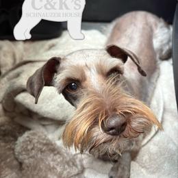 Cleo - Miniature Schnauzer