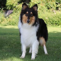 BB - Collie