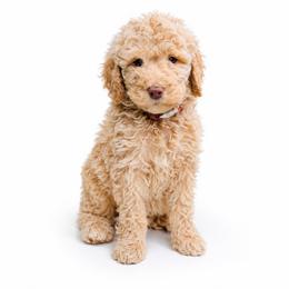 Peep - Caramel cream female Labradoodle puppy in Elizabethtown, Kentucky from Reddy Poodles & Doodles