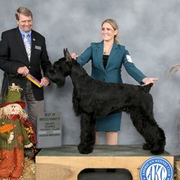 Liberty - Giant Schnauzer