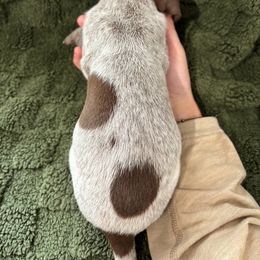 German Shorthaired Pointer Puppies from Golden pointers