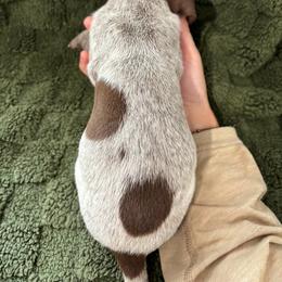 German Shorthaired Pointer Puppies from Golden pointers