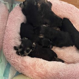 Miniature Schnauzer Puppies from Kani Miniature Schnauzers