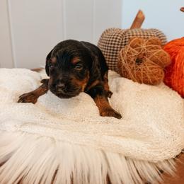 Cash - Black phantom male Aussiedoodle puppy in Tryon, North Carolina from Melrose Mountain Farm