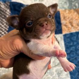 Chocolate and white chocolate boy - Chocolate and white male Chihuahua puppy in Summerfield, Florida from Uey’s Chihuahuas