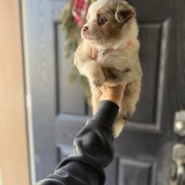 Sinai - male Australian Mountain Doodle puppy in Inola, Oklahoma from Blue Stem Companions