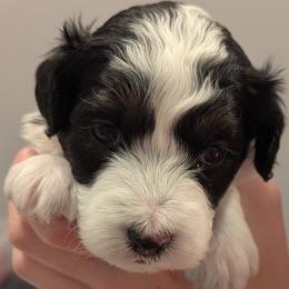 Girl 4 - female Aussiedoodle puppy in New Durham, New Hampshire from Ridgeview Aussiedoodles