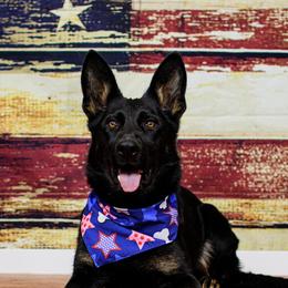 Azra - German Shepherd