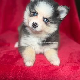 Tinsel - Gray and white female Pomsky puppy in Coos Bay, Oregon from Ocean View Pomskies