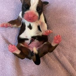 Hailey Benedict - Fawn female Boxer puppy in Willard, North Carolina from Boone’s Boxers of North Carolina