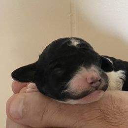 Dulcie - Parti female Poodle puppy in Chino Valley, Arizona from Lane’s Little Longhairs