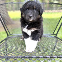 Bubblegum - Black tri-color female Australian Shepherd puppy in Jena, Louisiana from Diamond 5 Aussies