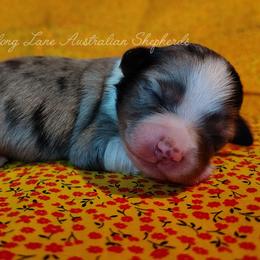 Lyric - Blue merle female Toy Australian Shepherd puppy in Muskogee, Oklahoma from Tagalong Lane Australian shepherds