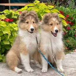 Shetland Sheepdogs from Presidio Shetland Sheepdogs